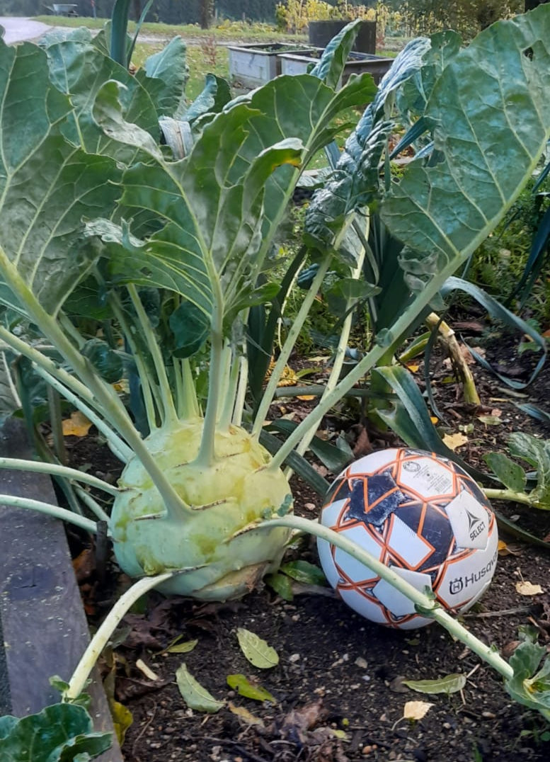STEINKRAFT Basalt Urgesteinsmehl zur Bodenverbesserung ist verantwortlich für diesen Kohlrabi, der die Grösse eines Fussballs hat.