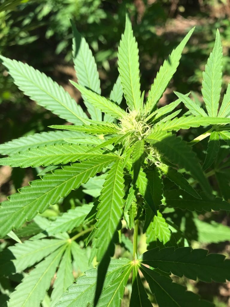 STEINKRAFT Hanfkraft mit Zeolith ist bio und vegan - Blattdünger