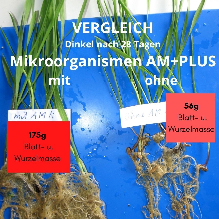 Vergleich mit und ohne Mikroorganismen AM+PLUS bei Dinkel