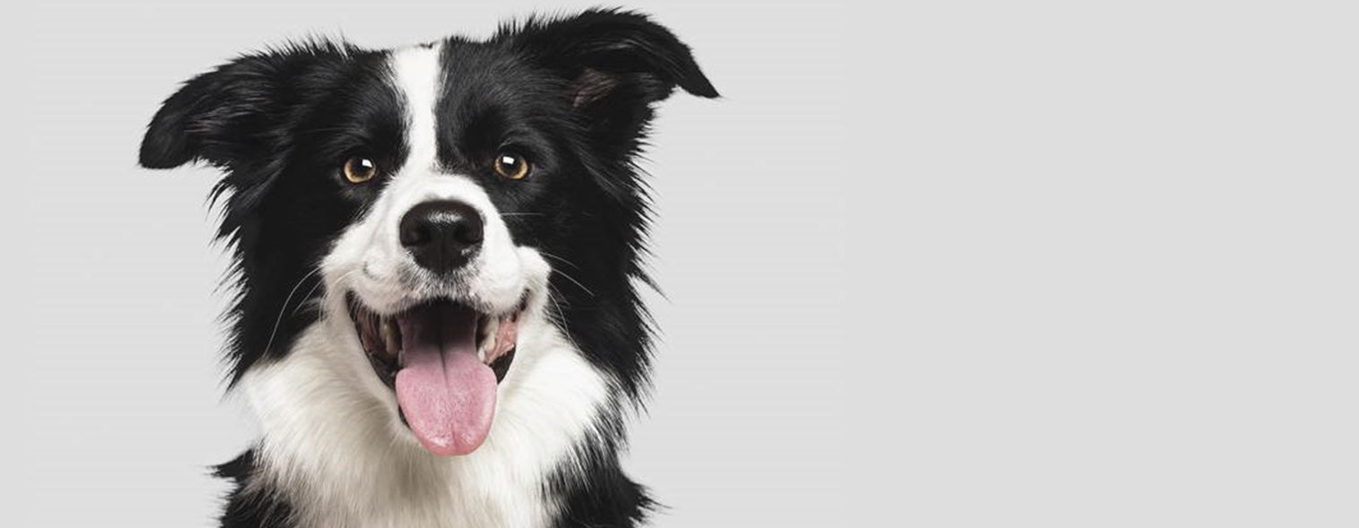 STEINKRAFT Zeolith für Hunde tribomechanisch aktiviert aus Österreich kaufen - am Bild siehst du unseren Border Collie