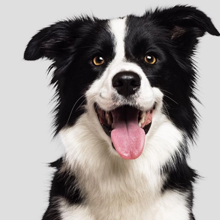 STEINKRAFT Zeolith für alle Hunderassen - Border Collie