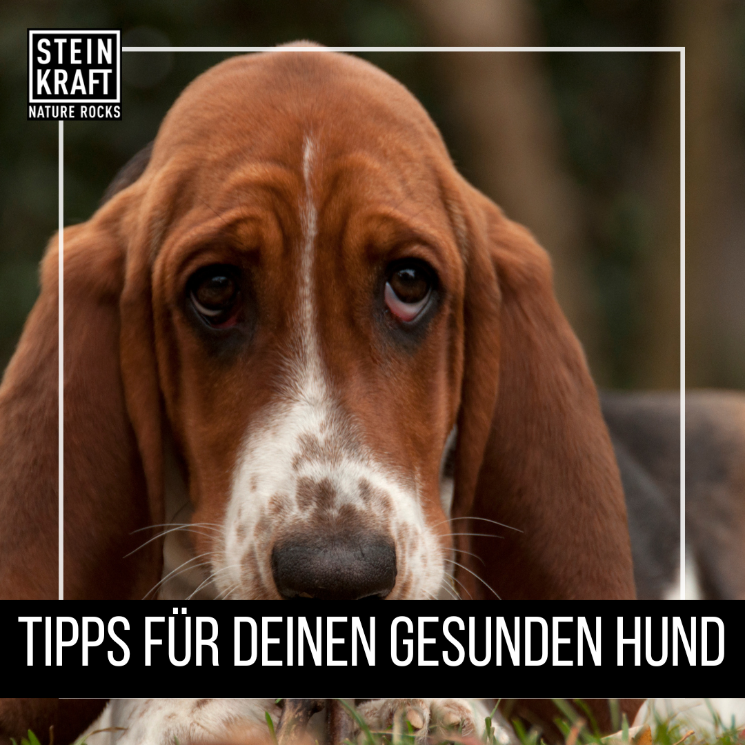 STEINKRAFT Zeolith bei Hunden bei Durchfall und Juckreiz