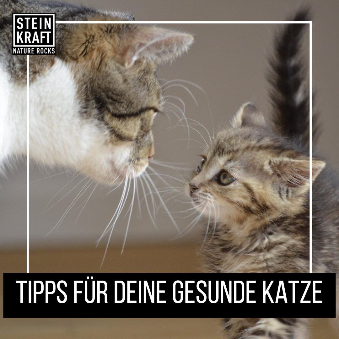 STEINKRAFT Zeolith für Katzen mit Durchfall und Verdauungsproblemen