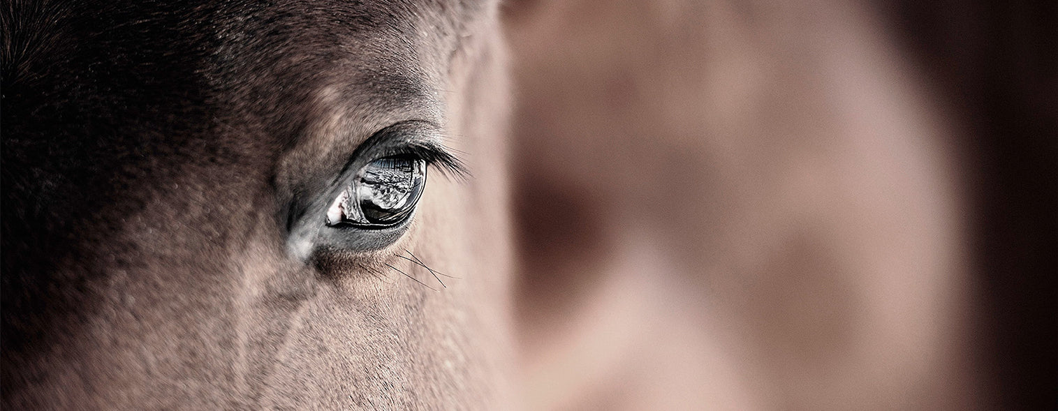STEINKRAFT Zeolith für Pferde Pulver und Pellets Premiumqualität aus Österreich