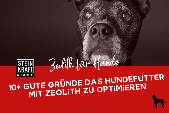 STEINKRAFT Zeolith für Hunde Blog: 10+ gute ründe, das Hundenfutter mit Zeolith zu optimieren. Ein Fachartikel.