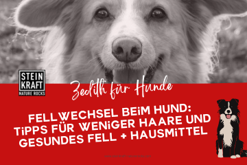 STEINKRAFT Zeolith für Hunde - Fellwechsel beim Hund: Tipps für weniger Haare und gesundes Fell und Hausmittel