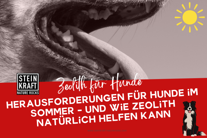 Zeolith für Hunde Blog: Herausforderungen für Hunde im Sommer - und wie Zeolith natürlich helfen kann.