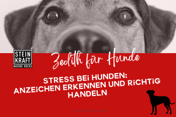 STEINKRAFT Zeolith für Hunde: Stress bei Hunden - Anzeichen erkennen und richtig handeln. Ein Fachbeitrag