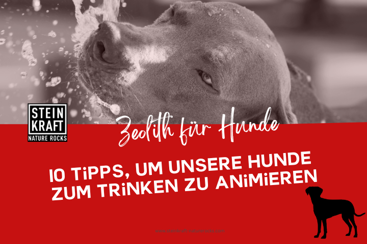 STEINKRAFT Zeolith für Hunde Blog: 10 Tipps um unsere Hunde zum Trinken zu animieren.