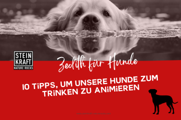 STEINKRAFT Zeolith für Hunde: 10 Tipps, um unsere Hunde zum Trinken zu animieren