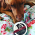 Zeolith für Hunde - Vizsla mit Produkt 250g Dose Zeolith für Hunde