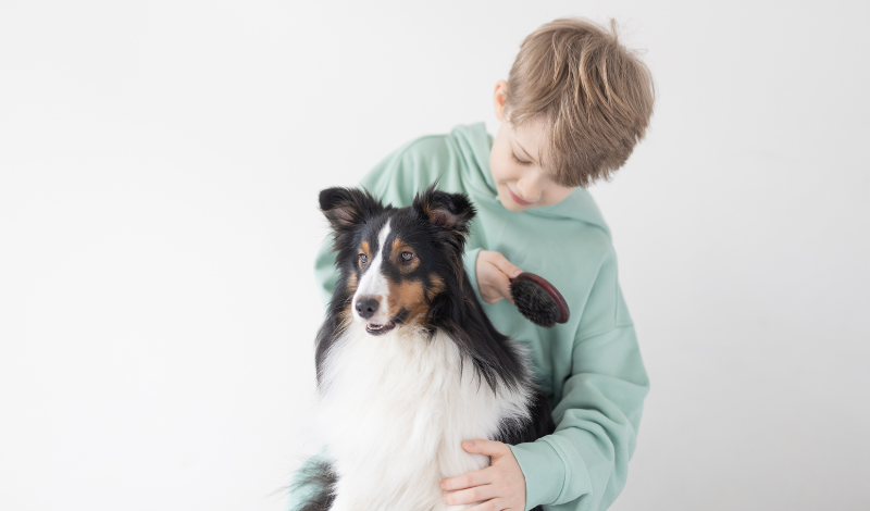 Zeolith für Hunde - BorderCollie