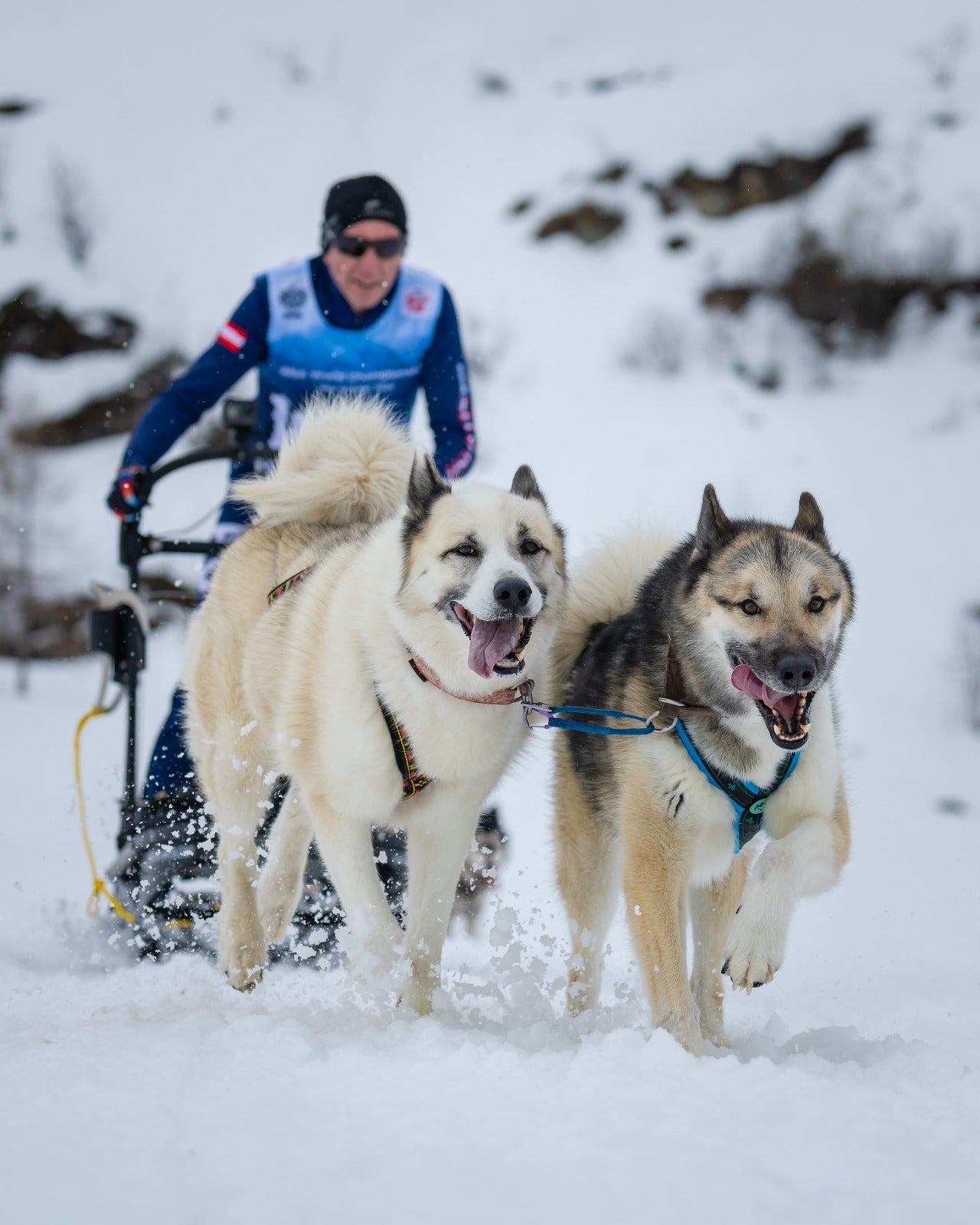 STEINKRAFT DOGKRAFT Zeolith für Hunde - Schlittenhunderennen
