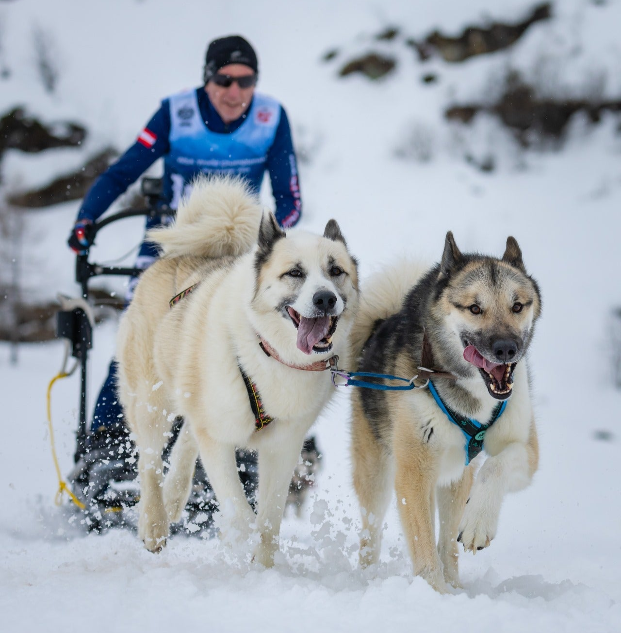 Zeolith für Huskies - kein Durchfall mehr vor dem Hundeschlittenrennen.