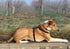 Zeolith für Hunde - Kurzhaar Collie im Weinberg