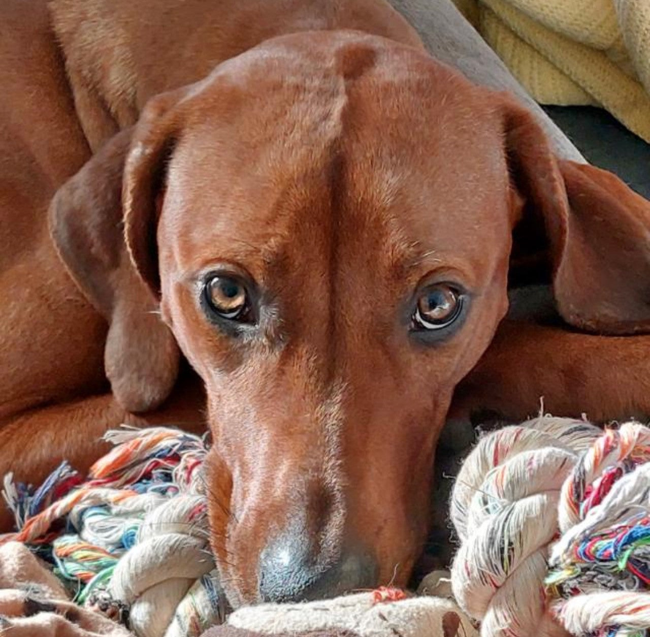 Zeolith für Hunde - Rhodesian Reachbag