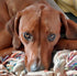 Zeolith für Hunde - Rhodesian Reachbag