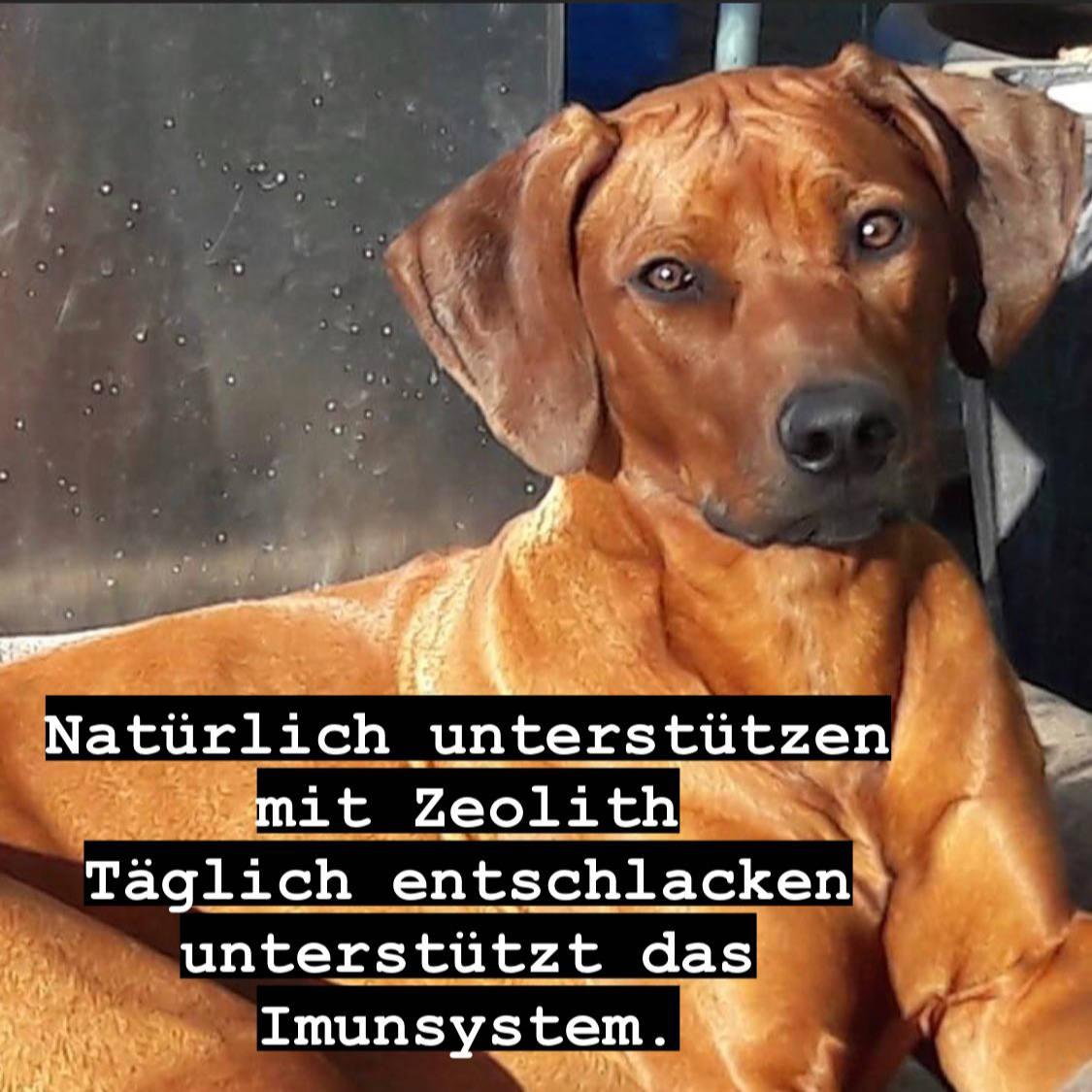 Zeolith für Hunde Ridgeback einer Schweizer Kundin