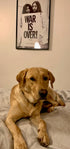 Zeolith für Hunde - LabradorRetriever ist fitt und hat gute Zähne dank Zeolith.