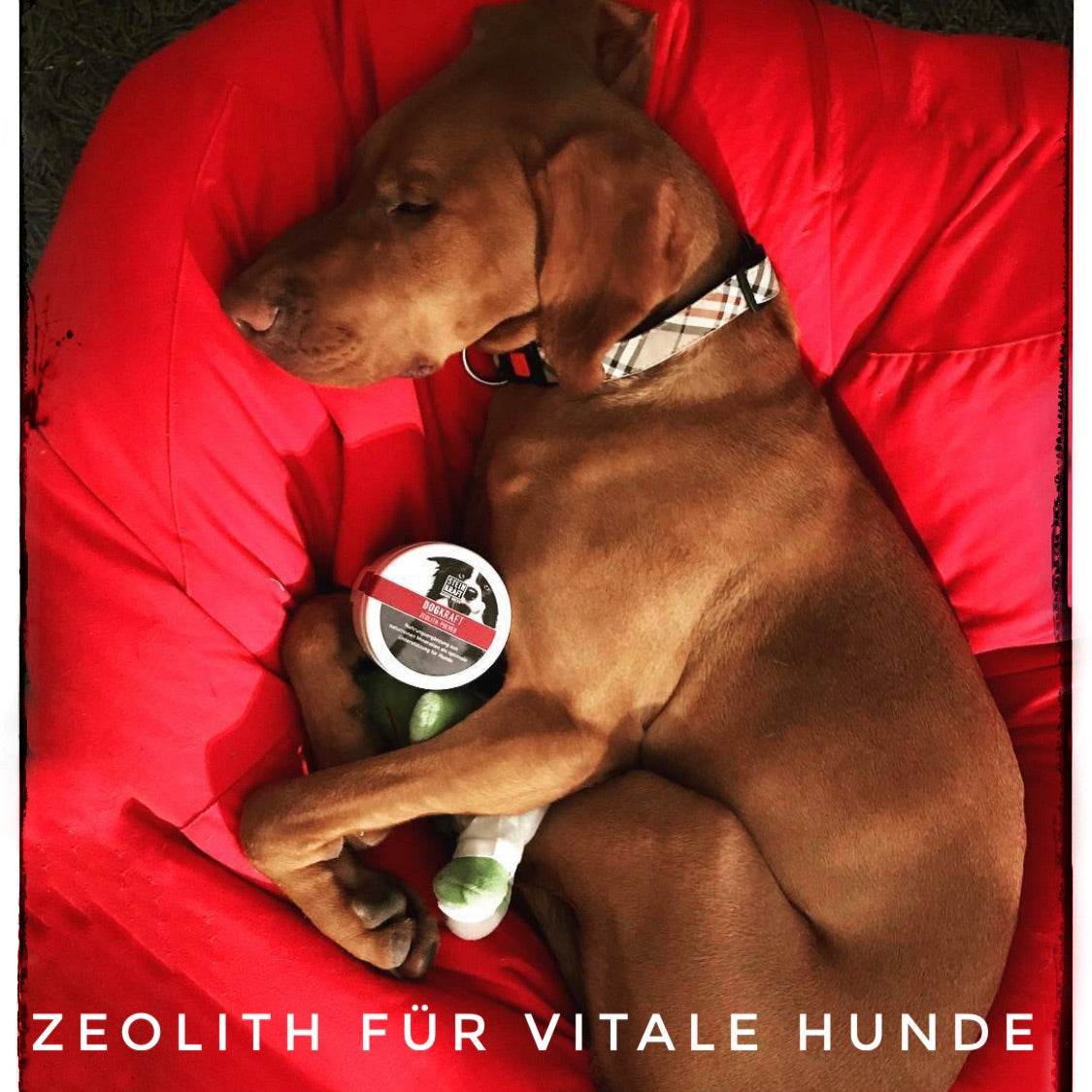 Zeolith für vitale Hunde Vizla schläft mit DOGKRAFT Zeolith und seinem Hundespielzeug zwischen seinen Pfoten.