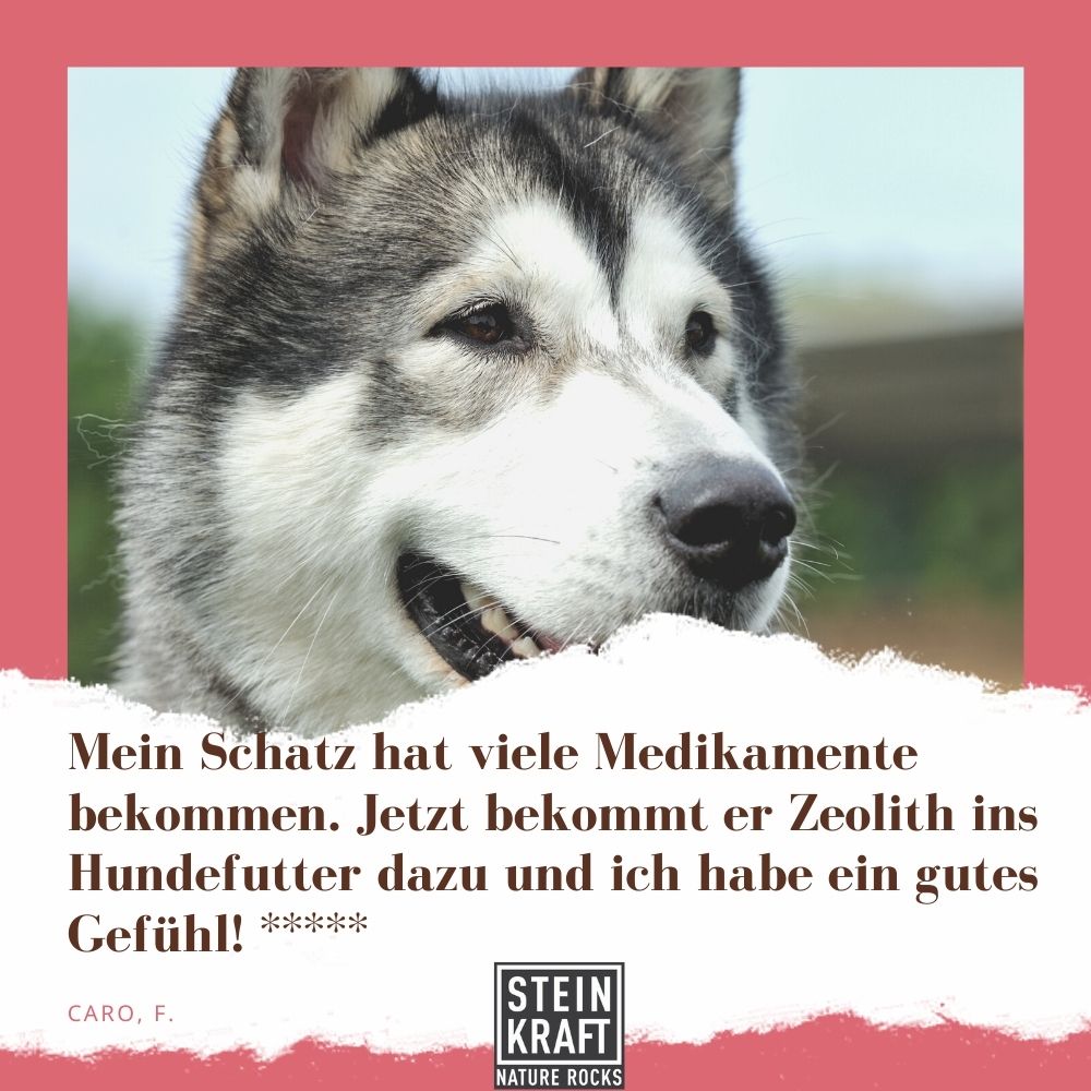"Mein Schatz hat viele Medikamente bekommen. jetzt bekommt er Zeolith ins Hundefutter dazu und ich habe ein gutes Gefühl." 5 Punkte von Caro für Steinkraft Zeolith für Hunde