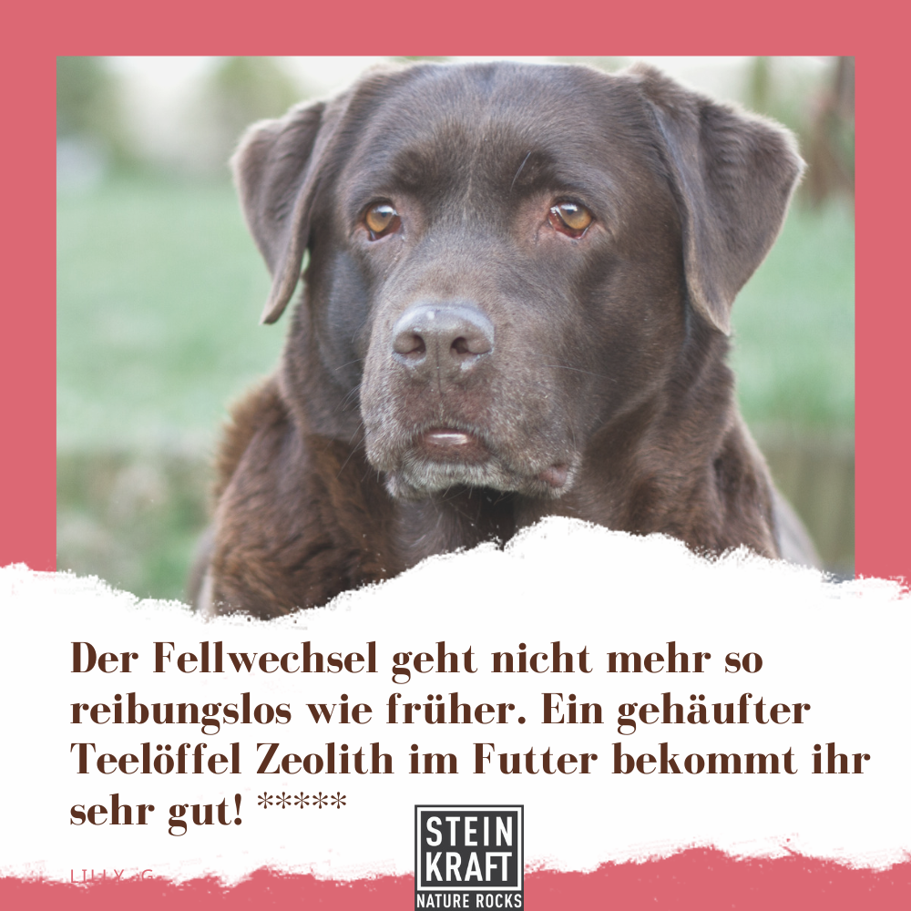Zeolith für alte Hunde: "Der Fellwechsel geht nicht mehr so reibungslos wie früher. Ein gehäufter Teelöffel Zeolith im Futter bekommt ihr sehr gut." DOGKRAFT Zeolith bekommt 5 Sterne.