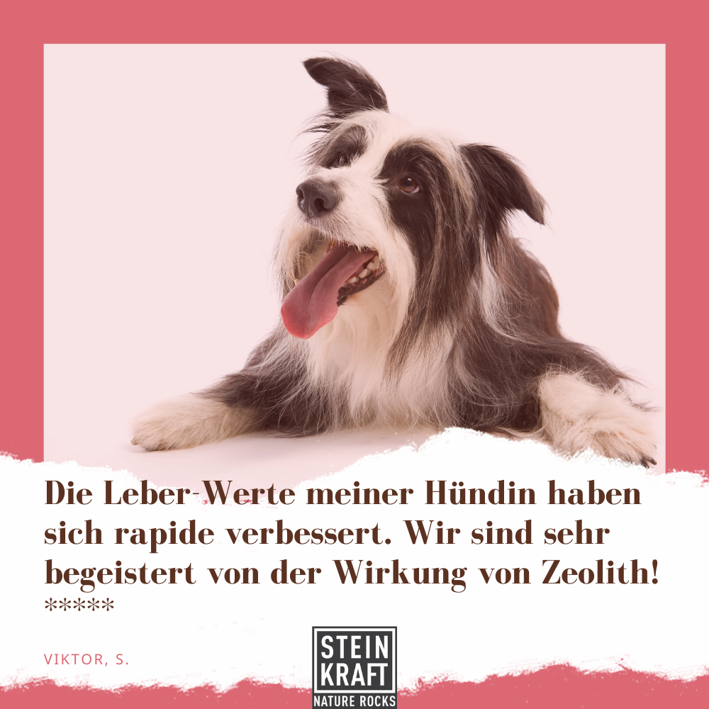 STEINKRAFT Zeolith für Hunde: Viktor erzählt: "Die Leber-werte meiner Hündin haben sich rapide verbessert. Wir sind sehr begeistert von der Wirkung von Zeolith." Viktor gibt DOGKRAFT 5 Punkte.