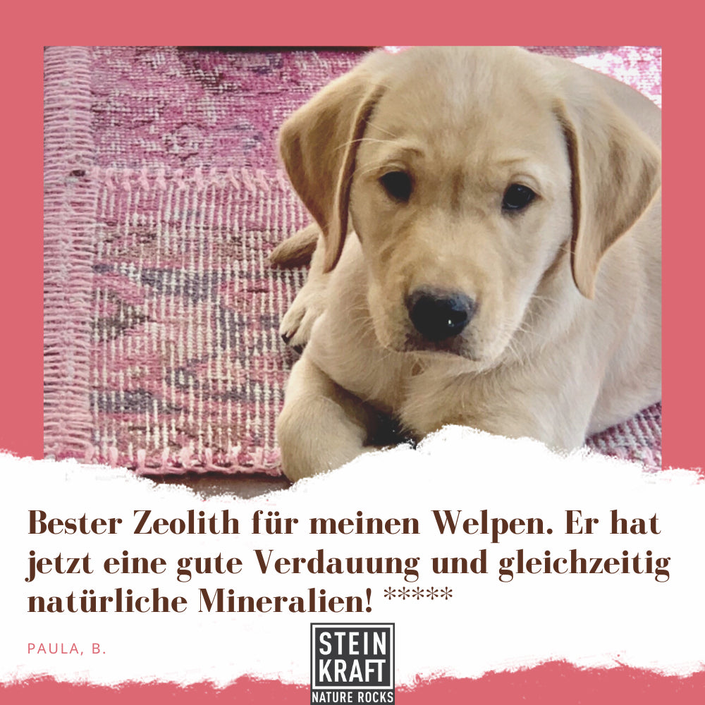 STEINKRAFT Zeolith für Welpen unterstützt Knochenbau. Paula B. sagt: "Bester Zeolith für meine Welpen. Er hat jetzt eine gute Verdauung und gleichzeitig natürliche Mineralien!" und vergibt 5 Sterne.