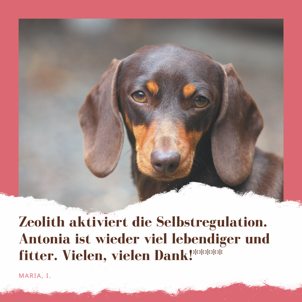 STEINKRAFT Zeolith für Hunde.
Maria I sagt: "Zeolith aktiviert die Selbstregulation. Antonia ist wieder viel lebendiger und fitter.  Vielen, vielen Dank!" und gibt 5 Sterne.
