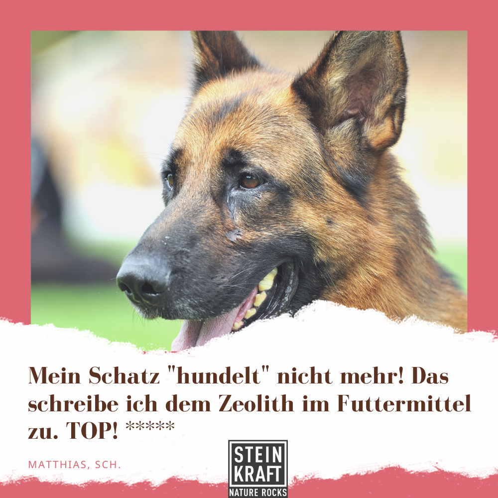 Zeolith für Schäferhunde: Matthias sagt: "Mein Schatz hundelt nicht mehr! Das schreibe ich dem Zeolith im Futtermittel zu. TOP!" und vergibt 5 Sterne.