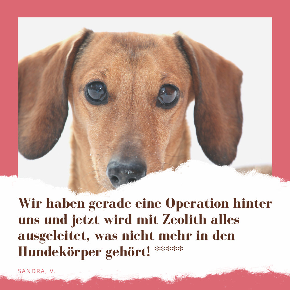 STEINKRAFT Zeolith unterstützt Hunde bei der Rekonvaleszenz. "Wir haben gerade eine Operation hinter uns und jetzt wird mit Zeolith alles ausgeleitet, was nicht mehr in den Hundekörper gehört", sagt Sandra V. und vergibt 5 Sterne.