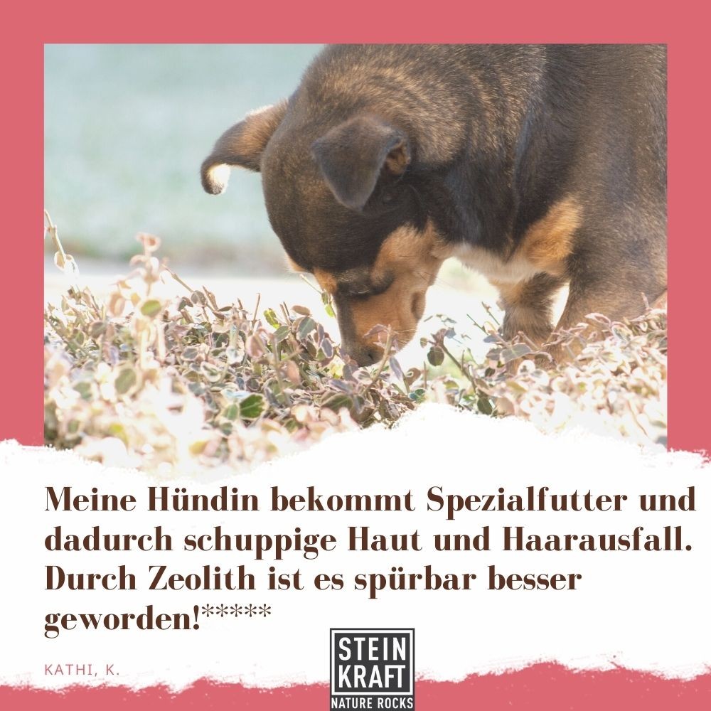 STEINKRAFT Zeolith-für Hunde. Kathi K. sagt: "Meine Hündin bekommt Spezialfutter und dadurch schuppige Haut und Haarausfall. Durch Zeolith ist es spürbar besser geworden."