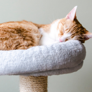 STEINKRAFT Zeolith für Katzen - rotes Kätzchen schläft am Katzenbaum.