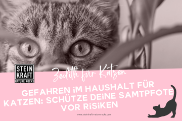 Zeolith für Katzen Blog: Gefahren im Haushalt für Katzen - schütze deine Samtpfote vor Risiken