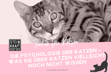 Zeolith für Katzen Blog: Die Psychologie der Katzen - was sie über Katzen vielleicht noch nicht wissen