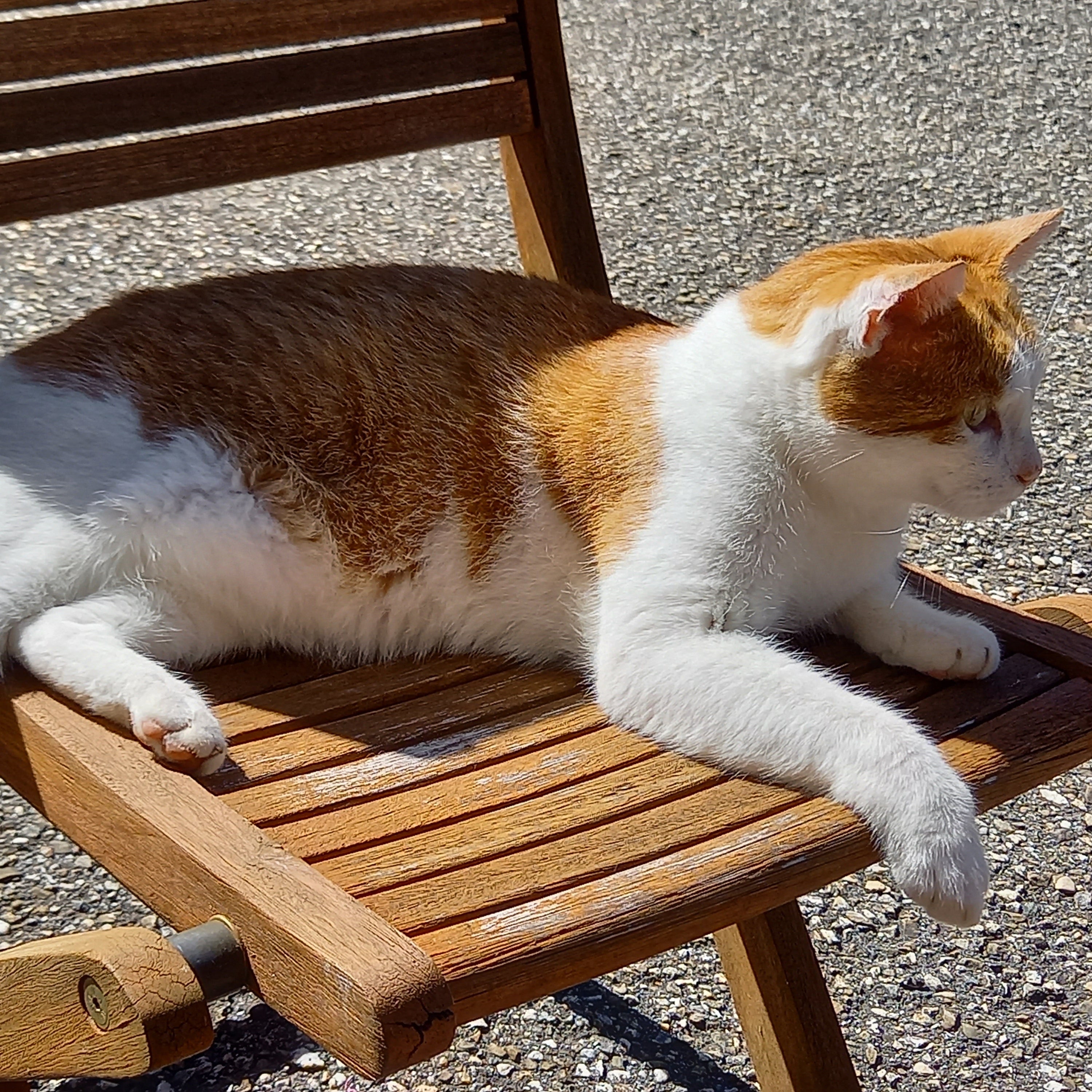 STEINKRAFT Zeolith für Katzen - Katze liegt auf einem Holzgartenstuhl