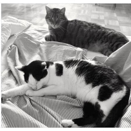 STEINKRAFT Zeolith für Katzen