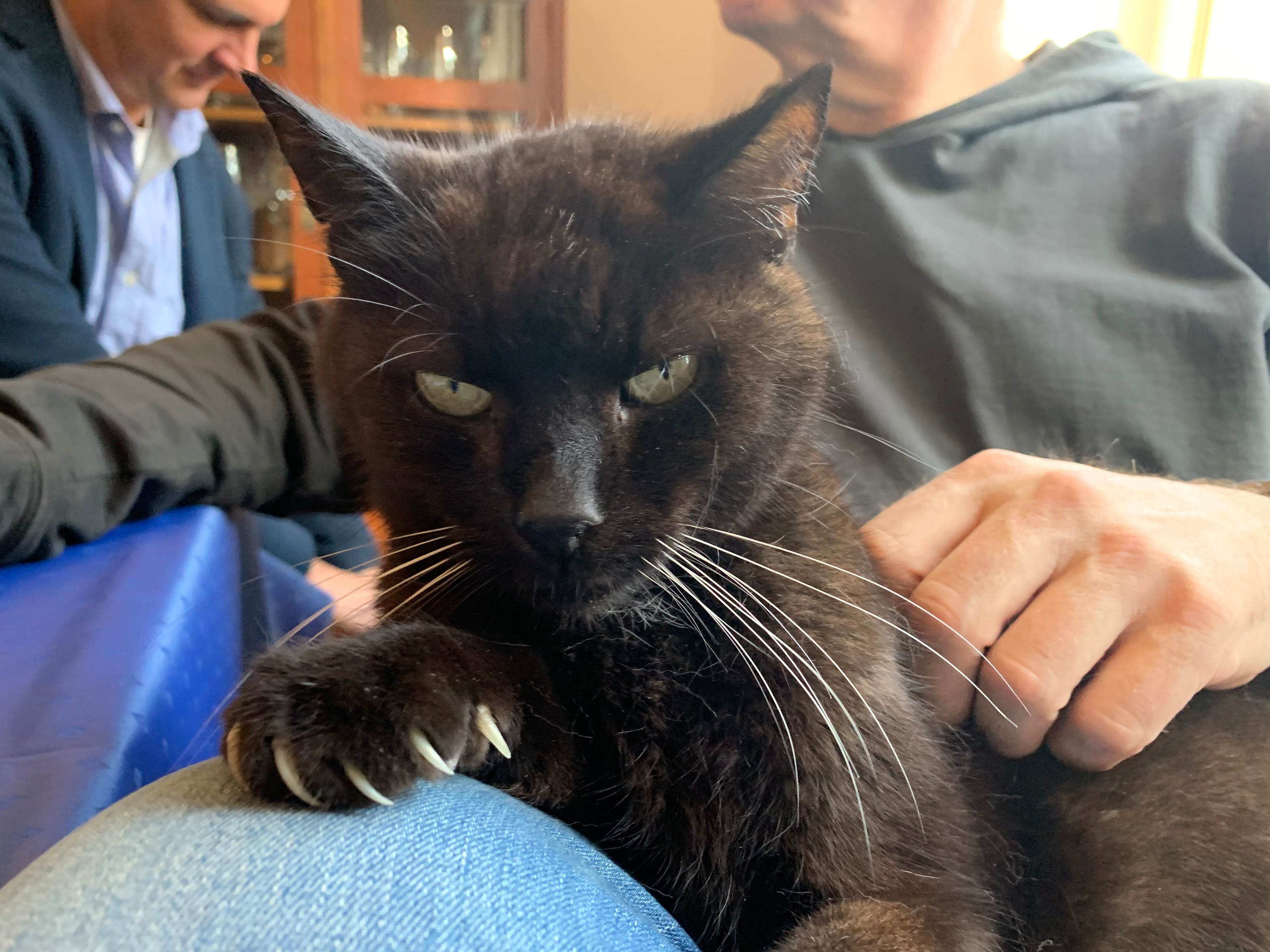 STEINKRAFT Zeolith für Katzen - hier siehst du eine Oma-Katze, eine Seniorin mit ausgefahrenen Krallen.