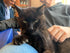 STEINKRAFT Zeolith für Katzen - hier siehst du eine Oma-Katze, eine Seniorin mit ausgefahrenen Krallen.