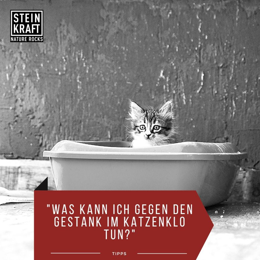STEINKRAFT Zeolith fürs Katzenklo BIO Katzenstreu mit jungem Kätzchen
