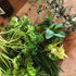 Balkonkraft Pellets mit Kompost für Homegardening Zeolith Kräuter Pflanzen