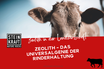 STEINKRAFT Zeolith in der Landwirtschaft: Zeolith - das Universalgenie der Rinderhaltung. Ein Zeitungsartikel als Blogbeitrag.
