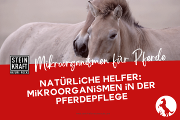 STEINKRAFT Mikroorganismen für Pferde: Natürliche Helfer in der Pferdepflege und Stallhygiene bei Pferden