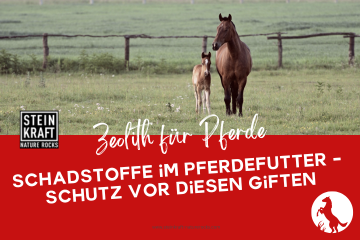 STEINKRAFT Zeolith für Pferde - Schadstoffe im Pferdefutter, Schutz vor diesen Giften. Ein Blogartikel.