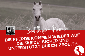 STEINKRAFT Zeolith Blog: Die Pferde kommen wieder auf die Weide: Sicher und unterstützt durch Zeolith - ein Fachartikel