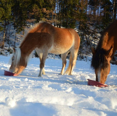 Zeolith Pulver für Pferde - Haflinger fressen ihr mit Zeolith optimiertes Futter im Schnee in Tirol