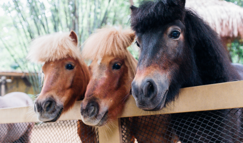 STEINKRAFT Zeolith für Pferde - drei Ponys