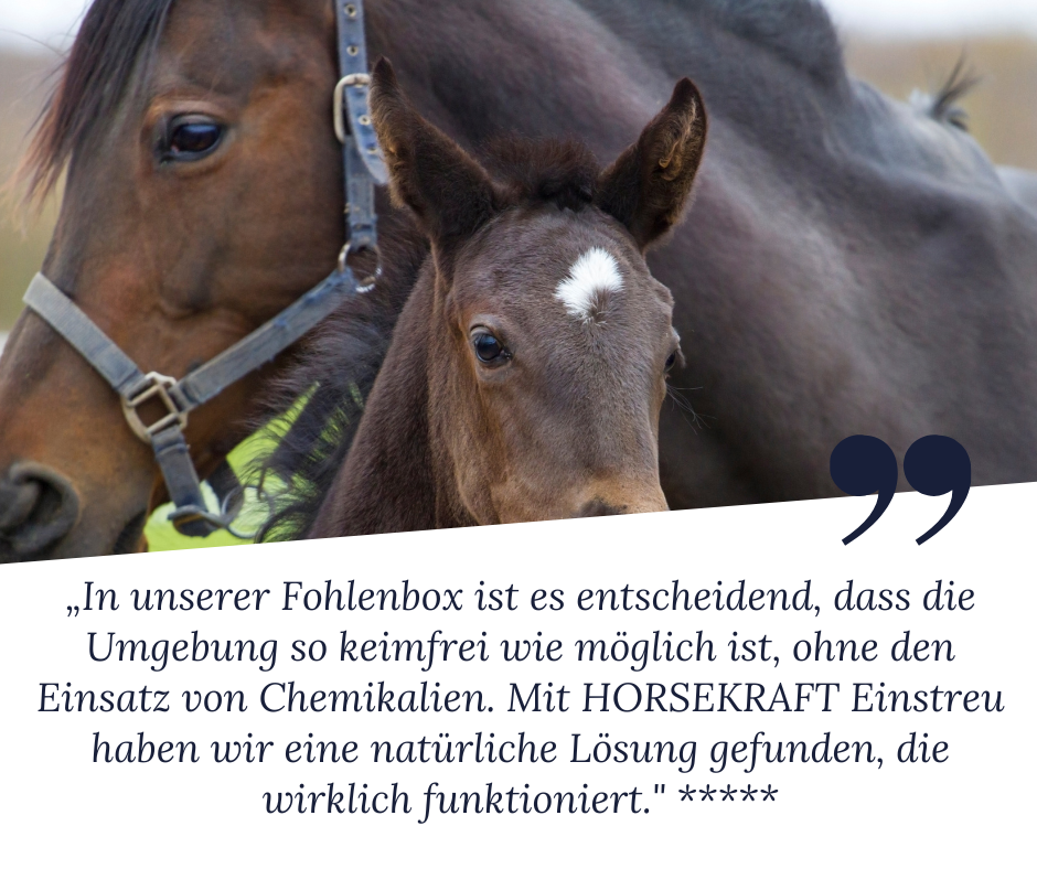 Zeolith Einstreu für Pferde - Eine Pferdezüchterin berichtet: "In unserer Fohlenbox ist es entscheiden, dass die Umgebung so keimfrei wie möglich ist, ohne den Einsatz von Chemikalien. Mit HORSEKAFT Einstreu haben wir eine natürliche Lösung gefunden, die wirklich funktioniert." 5 Sterne für das Produkt.