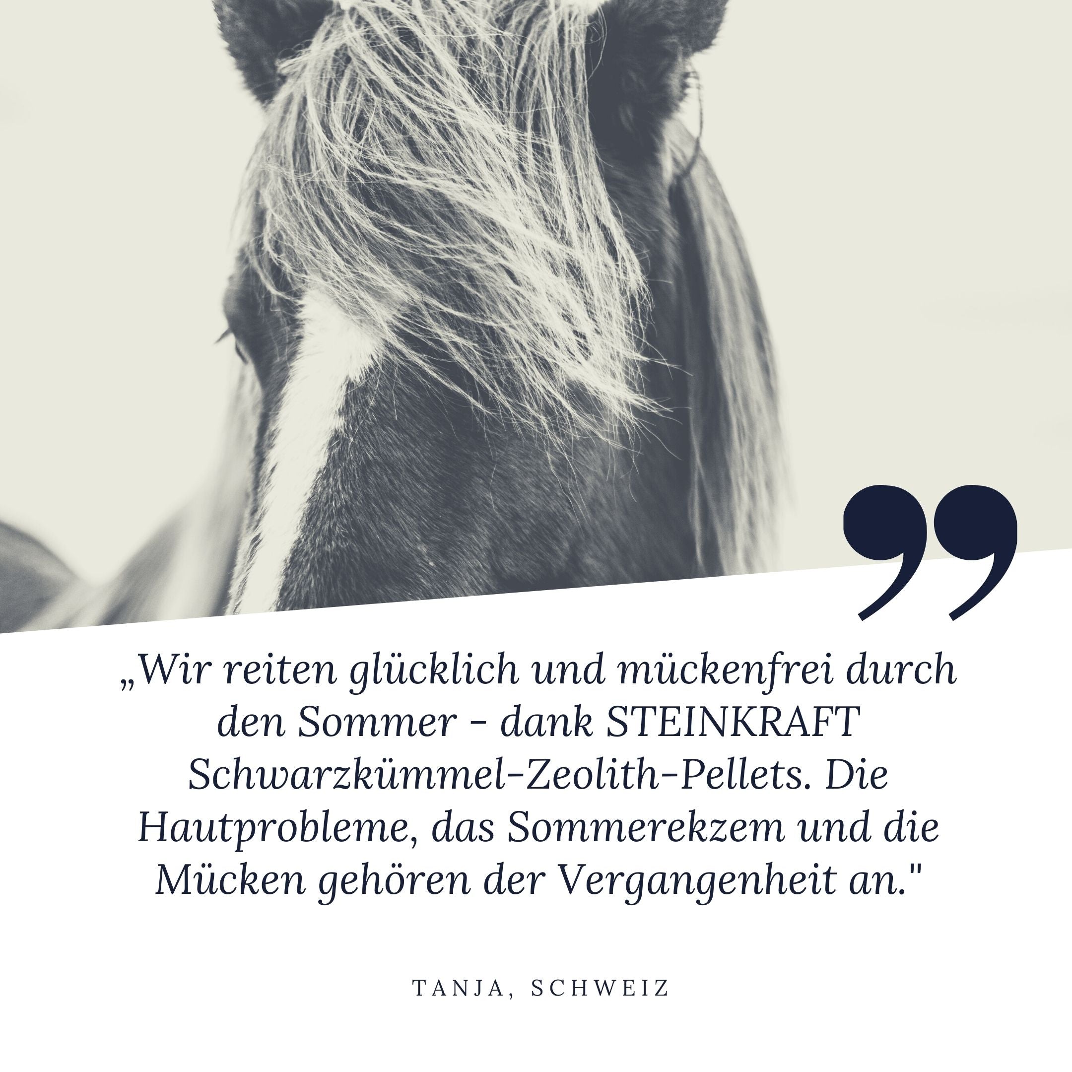 STEINKRAFT Zeolith bei Pferden: "Wir reiten glücklich und mückenfrei durch den Sommer dank Steinkraft Schwarzkümmel Zeolith. Die Hautprobleme, das Sommerekzem und die Mücken gehören der Vergangenheit an." 5 Sterne für das Produkt.