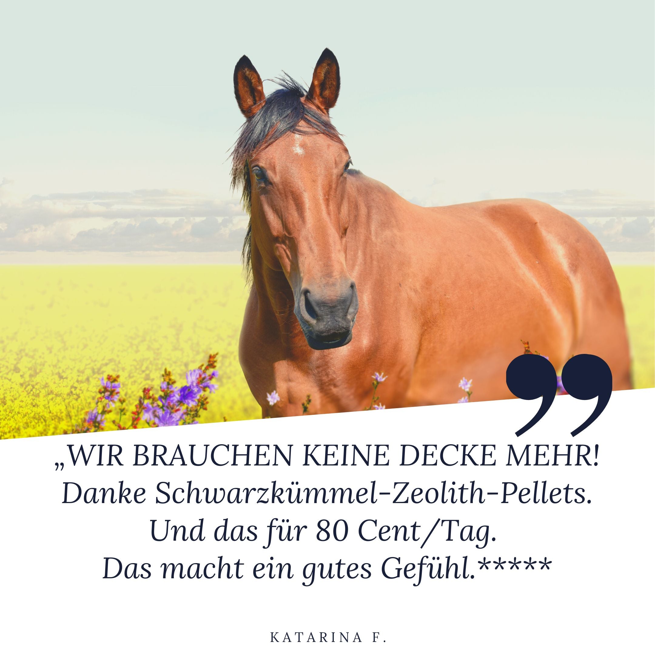 STEINKRAFT Zeolith für Pferde.
Katarina F. sagt: "Wir brauchen keine Decke mehr! Danke Schwarzkümmel Zeolith Pellets. Und das für 80 Cent pro Tag. Das macht ein gutes Gefühl, " und vergibt 5 Sterne.